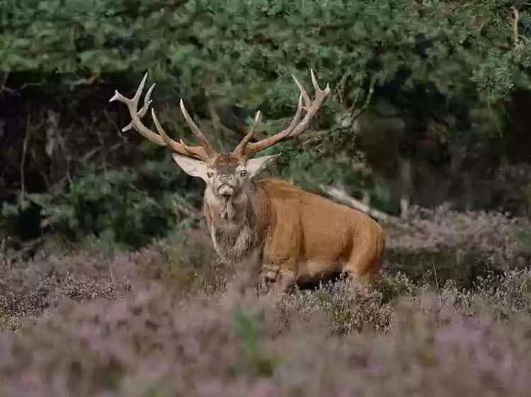 Hirschbrunft