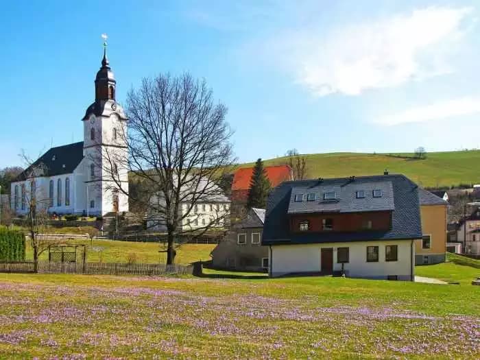 Violett blühende Krokuswiesen in Drebach im Erzgebirge