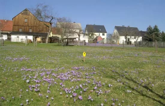 Krokuswiesen Drebach mit violetten Frühlingskrokussen