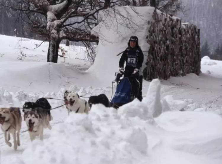 Schlittenhunde