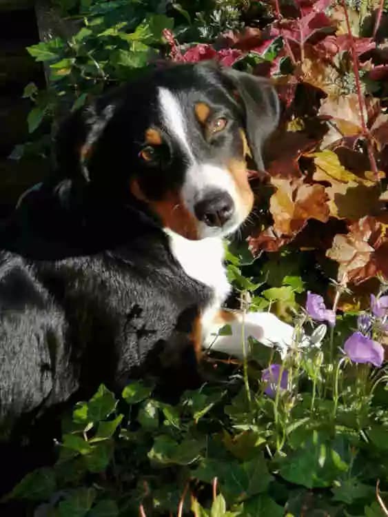 Appenzeller Sennenhund Kira als Welpe