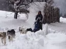 Schlittenhunde