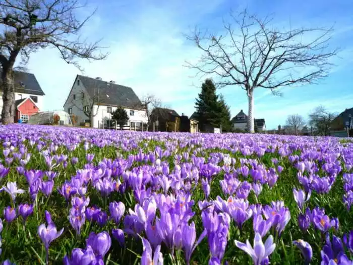 Krokusblüte Drebach