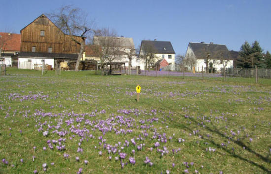 Frühlingserwachen Krokuswiesen in Drebach